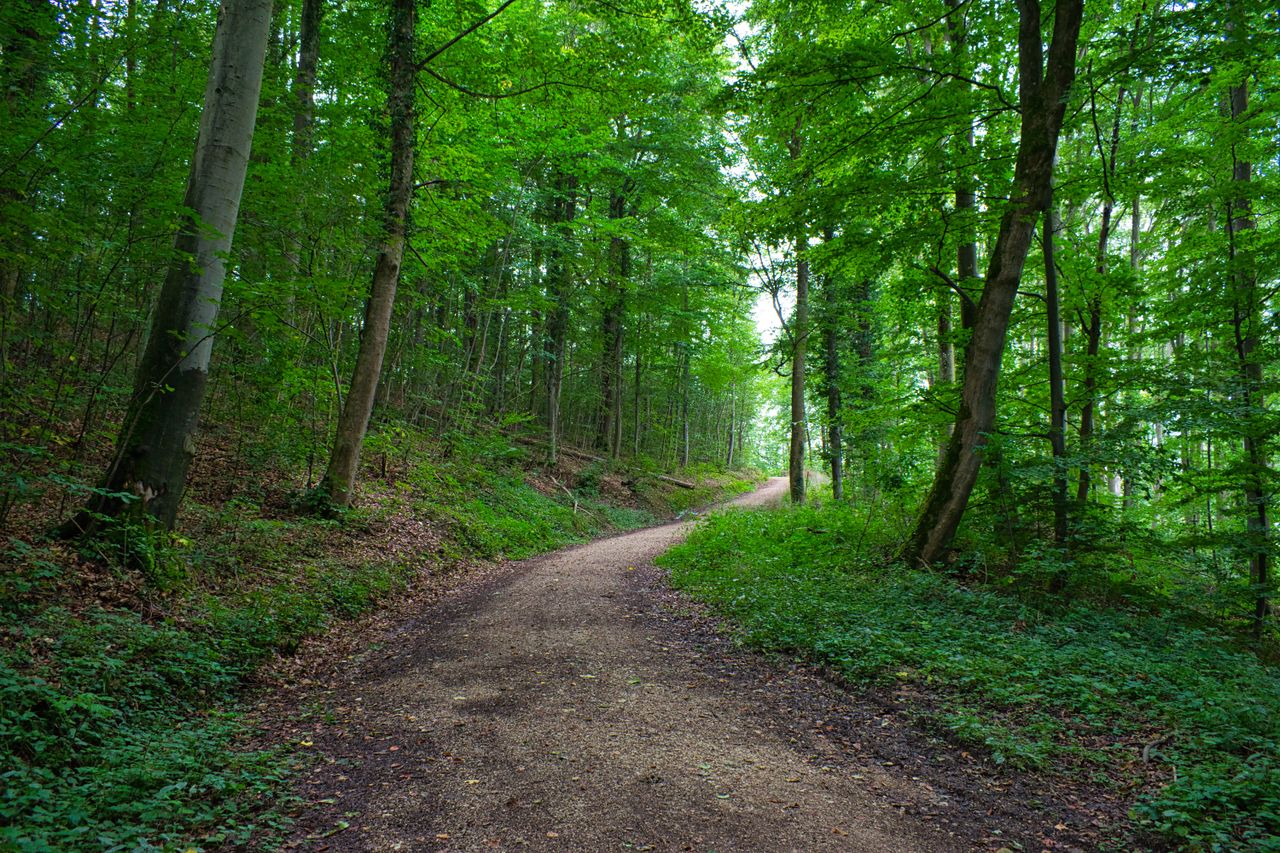 A tranquil path winds through the lush green forest of Aalen, Germany, in summer.