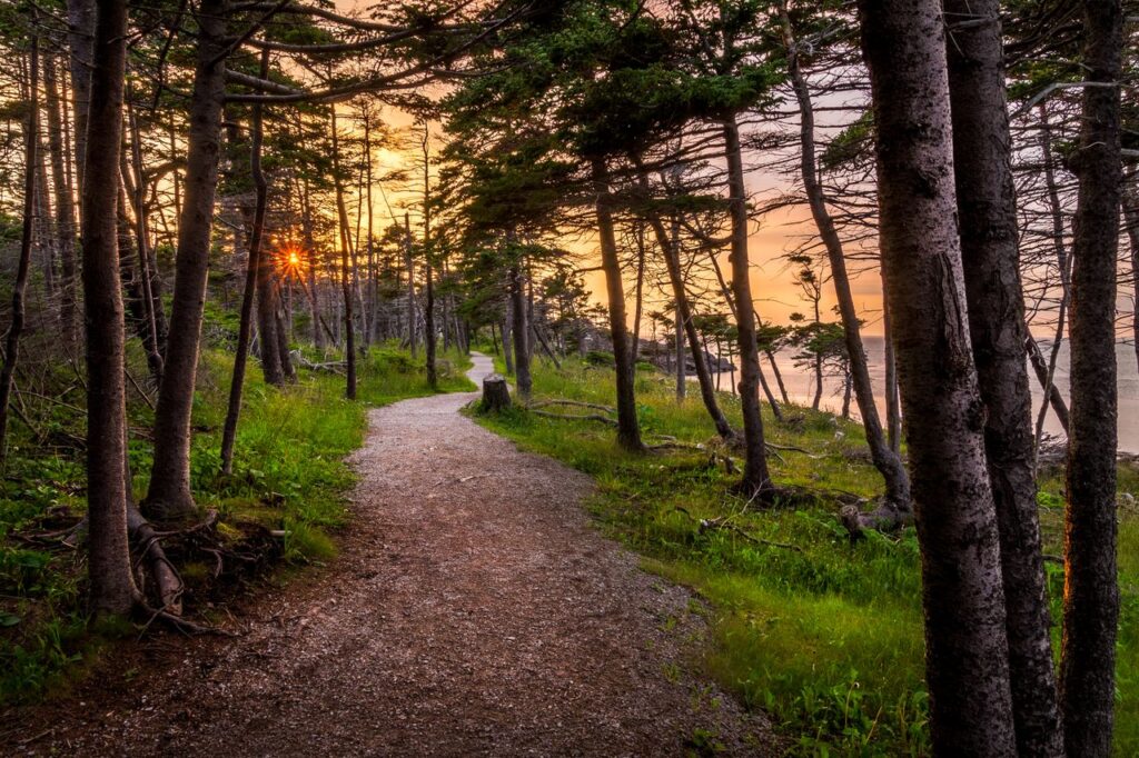 Scenic view of curved pathway between high trees on grass against ocean under colorful sky with sun in evening