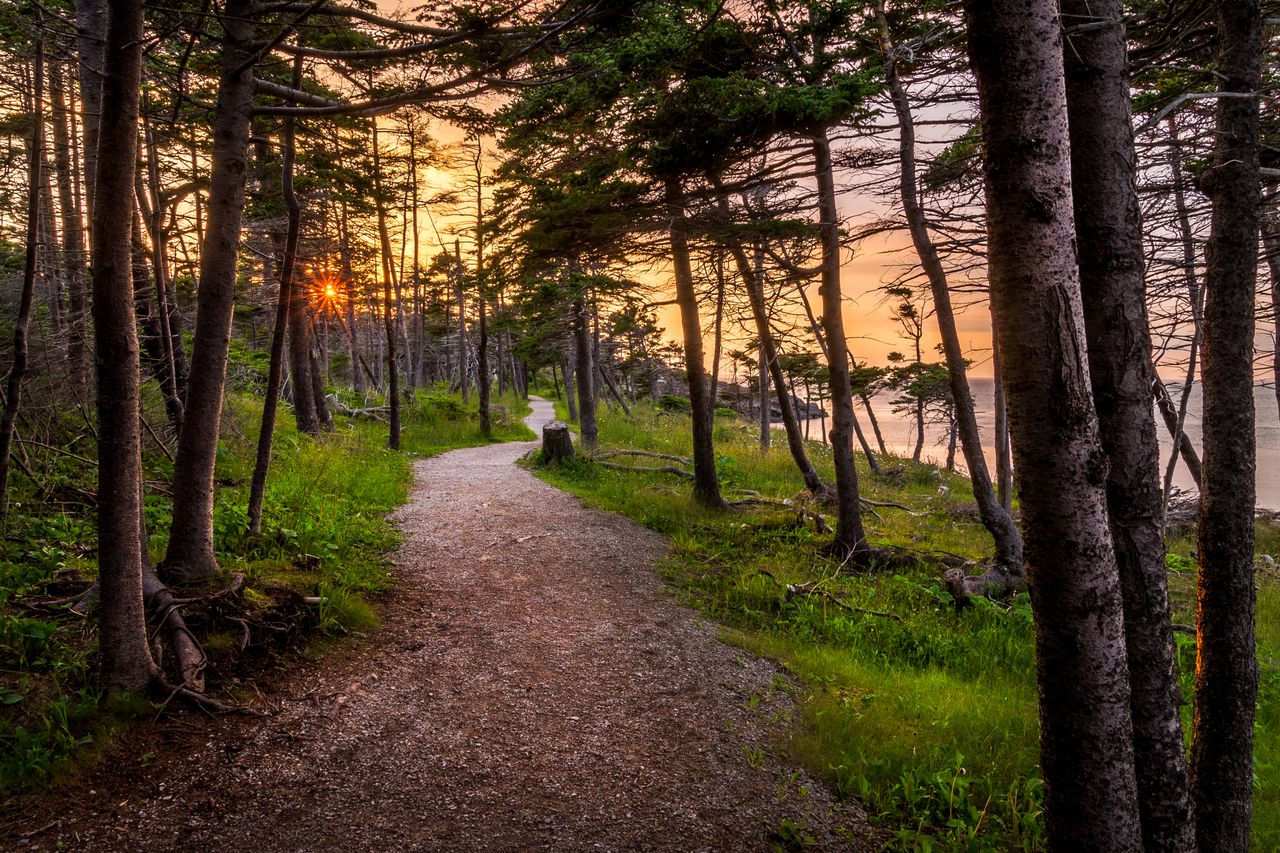 Scenic view of curved pathway between high trees on grass against ocean under colorful sky with sun in evening